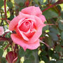 Climbing Rose 'Compassion' Plant In 5 L Pot, thumbnail 1 of 4