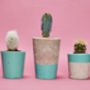 Concrete Pot Small With Cactus/ Succulent In Turquoise, thumbnail 5 of 5
