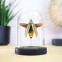 Metallic Jewel Beetle Insect Bug Entomology Taxidermy Bell Jar, thumbnail 1 of 3