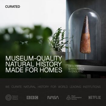 Red Iridescent Ammonite Authentic Fossil Glass Bell Jar, 4 of 4