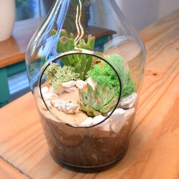 Open Terrarium Kit With Succulent Cactus Plant Gift, 2 of 8