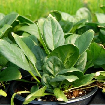 Sustainable Grow Your Own Veg Kit X2 Varieties Of Veg, 10 of 12