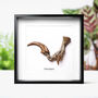 Velociraptor Dinosaur Claw Replica Wall Hanging Frame, thumbnail 1 of 4
