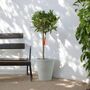 Bay Tree Standard 90cm Tall Evergreen Laurus Nobilis, thumbnail 1 of 3
