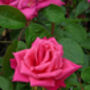 Birthday Rose Gift Rose Happy 80th Birthday, thumbnail 3 of 3