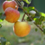 Apple Tree 'Self Fertile Cox', thumbnail 6 of 7