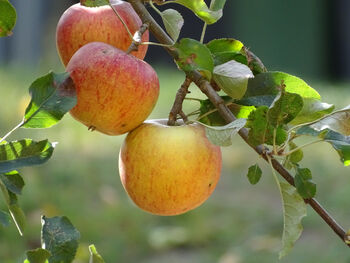 Apple Tree 'Self Fertile Cox', 6 of 7