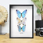 Morpho Collection Butterfly Entomology Frame, thumbnail 1 of 3