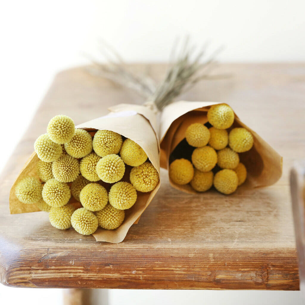 Preserved Natural 'billy Buttons' Craspedia Flowers By