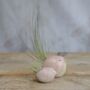 Bird Air Plant Holder In Pale Pink, thumbnail 1 of 7