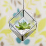 Mini Geometric Glass Cube Succulent Terrarium Kit, thumbnail 1 of 5