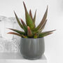 Aloe Black Gem Potted Succulent House Plant, thumbnail 1 of 6