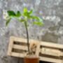 Fig Tree Plant Gift, thumbnail 1 of 8