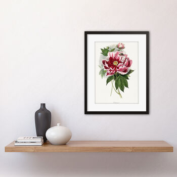 Pink Red Peony Bloom Flowers Floral Classic Art Print, 2 of 3