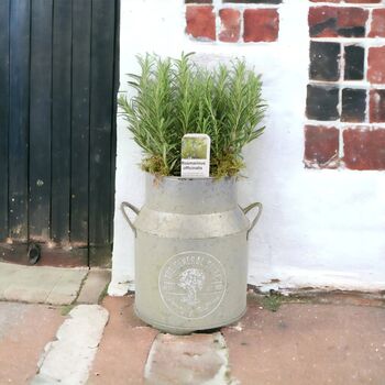 Rosemary Milk Churn Planter – Herb Garden Gift, 2 of 2