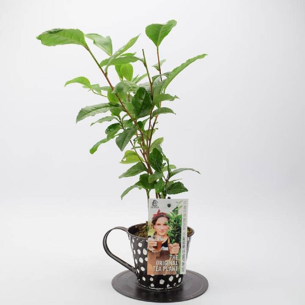 Camelia Sinensis Tea Plant In Tea Cup Pot By Plants By Post