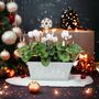 White Cyclamen Christmas Trough Festive Outdoor Planter Gift, thumbnail 1 of 3
