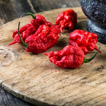 Chilli Plants 'Carolina Reaper' 1x Plant In 9cm Pot, 3 of 9