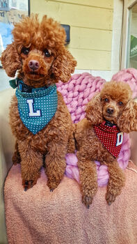 Personalised Polka Dot Dog Tie On Bandana Red Or Green, 8 of 12