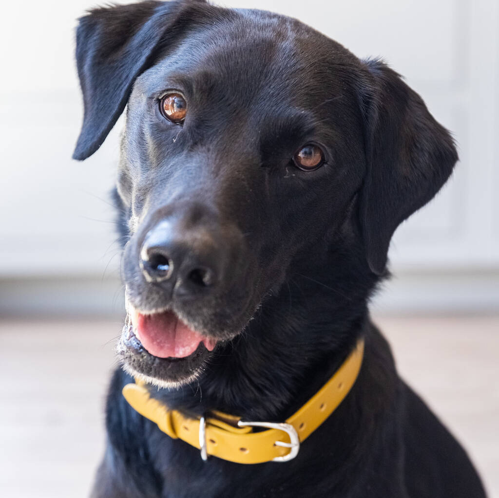 Super Soft Genuine Leather Classic Yellow Dog Collar By Ollie & Co ...