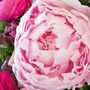 Fresh Handmade Pink Peonies Bouquet, thumbnail 4 of 4