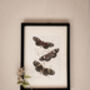 Set Of Four Framed Vintage Butterfly Art Prints, thumbnail 2 of 10