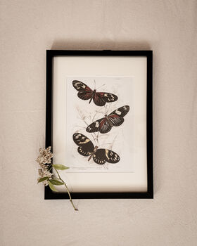 Set Of Four Framed Vintage Butterfly Art Prints, 2 of 10