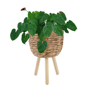 Wicker Planter Basket For Indoor And Outdoor, 2 of 6