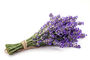 Lavender Plants 'Hidcote' In A One Litre Pot, thumbnail 1 of 10