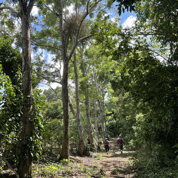 Adopt A Coffee Tree Specialty Coffee Subscription, 5 of 12