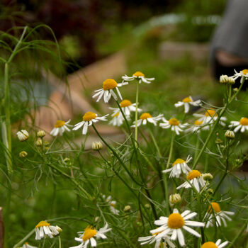 Camri: Welsh Chamomile Seeds, Matricaria Chamomilla, 2 of 6