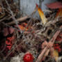 Dried Flower Wreath In Burgundy Red, thumbnail 5 of 7