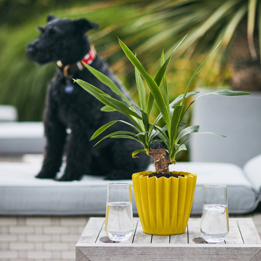 Image of Roman Bamboo Plant Pot