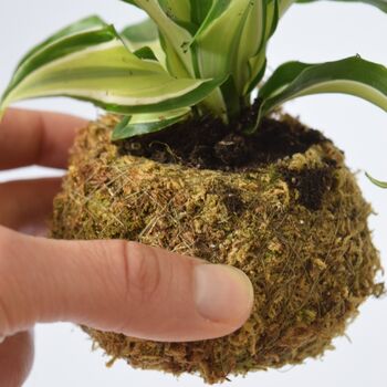 Kokedama Ball Kit With House Plant Home Office Decor, 6 of 6