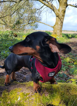 Burgundy Red Cord Dog Harness, 5 of 6