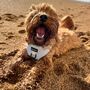 'Ocean Swirl' Adjustable Dog Harness, thumbnail 5 of 6