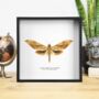 Wavy Velvet Hawkmoth Insect Entomology Taxidermy Box Frame, thumbnail 1 of 3