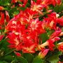 Christmas Cactus Red Caribbean Dancer Three X 13cm Pots, thumbnail 5 of 6