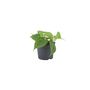 Trailing Heartleaf Philodendron In 12cm Pot, thumbnail 9 of 12