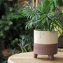 Ceramic 'Arnold' Planters In Pink, thumbnail 2 of 4