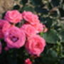 Hybrid Tea Rose 'Amazing Grace' Plant In 5 L Pot, thumbnail 2 of 4