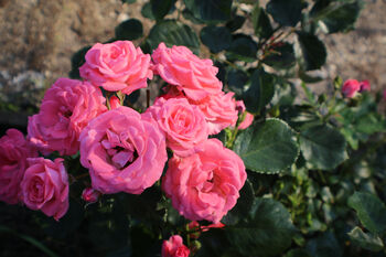 Hybrid Tea Rose 'Amazing Grace' Plant In 5 L Pot, 2 of 4
