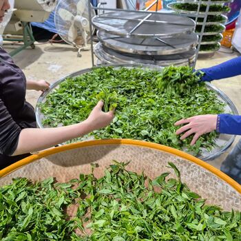 Jadri's Green Tea 50g, 10 of 10