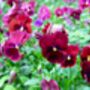 Flowers Pansy 'Winter Cheer' 20 X Plant Pack, thumbnail 3 of 4