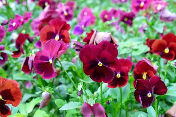 Flowers Pansy 'Winter Cheer' 20 X Plant Pack, 3 of 4