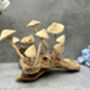 20cm Hand Carved Wooden Mushroom Figurine Coffee Root Wood, thumbnail 12 of 12