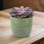 Echeveria Purple Pearl Succulent In 12cm Pot, thumbnail 1 of 7