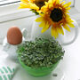 10 Cress Head Seed Packet Party Favours, thumbnail 6 of 6