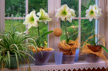 Amaryllis Bulb Pack 'Red' + 'White' Four X Bulbs, 5 of 8