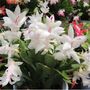 Christmas Cactus Multi Pack Four Plants In 13cm Pots, thumbnail 3 of 5